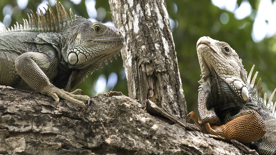 Uninorte dirige Ecocampus, para el manejo de la fauna silvestre